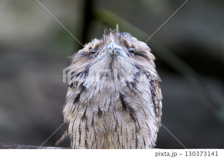 正面を見つめるヨタカ（Nightjar）のポートレート 130373141