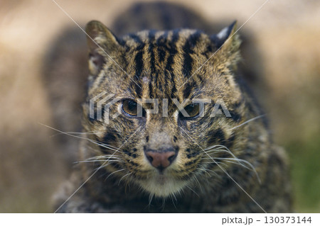 ファイッシングキャットの鋭い眼差し 130373144