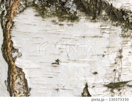 The birch bark texture or background. Macro shot is made by means of stacking technology trunk. Texture made of birch tree bark. Beautiful birch trunk background. Conceptual image. Peaceful nature. The birch bark texture or background. Macro shot is made by means of stacking technology trunk. Texture made of birch tree bark. Beautiful birch trunk background. Conceptual image. Peaceful nature. 130373330