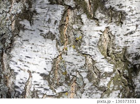The birch bark texture or background. Macro shot is made by means of stacking technology trunk. Texture made of birch tree bark. Beautiful birch trunk background. Conceptual image. Peaceful nature. The birch bark texture or background. Macro shot is made by means of stacking technology trunk. Texture made of birch tree bark. Beautiful birch trunk background. Conceptual image. Peaceful nature. 130373331