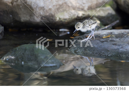 水面を覗き込む幼鳥の姿 水面を覗き込む幼鳥の姿 130373568