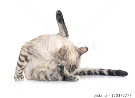 bengal cat in studio 130373777