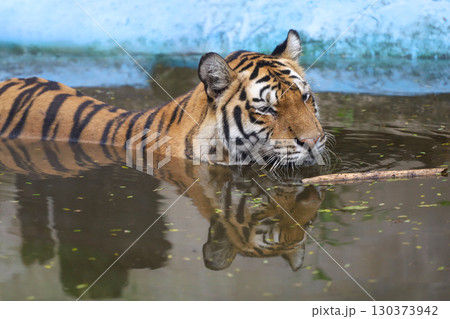 Indochinese tiger is beautiful animal and dangerous 130373942