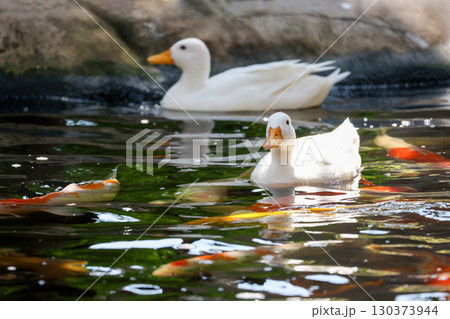 The white Duck is stay in nature garden The white Duck is stay in nature garden 130373944
