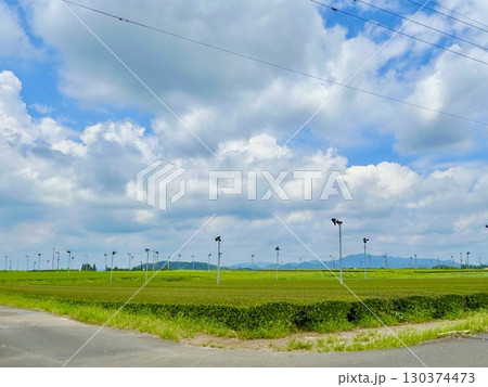 霧島 茶畑 霧島 茶畑 130374473