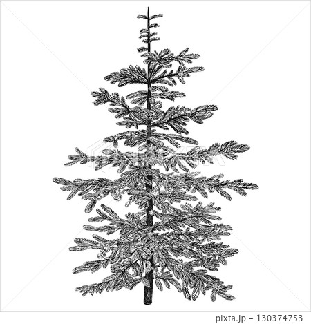 Young pine, spruce. Hand draw vector illustration. 130374753