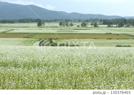 花満開のそば畑 日本一のそば畑 日本一のそばの町 幌加内町 花満開のそば畑 日本一のそば畑 日本一のそばの町 幌加内町 130376403