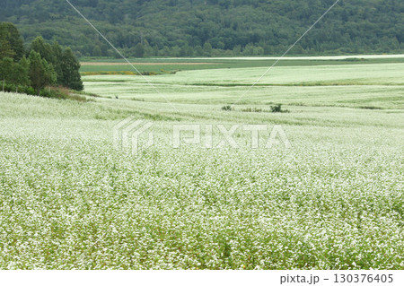 花満開のそば畑　日本一のそば畑　日本一のそばの町　幌加内町 130376405