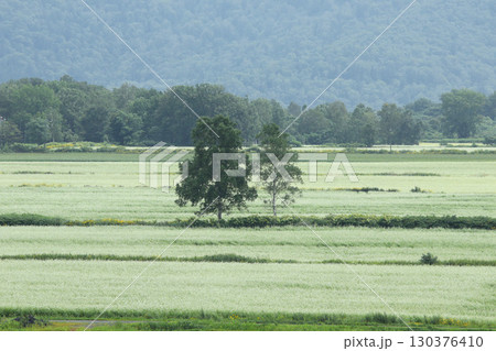花満開のそば畑 日本一のそば畑 日本一のそばの町 幌加内町 花満開のそば畑 日本一のそば畑 日本一のそばの町 幌加内町 130376410
