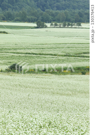 花満開のそば畑 日本一のそば畑 日本一のそばの町 幌加内町 花満開のそば畑 日本一のそば畑 日本一のそばの町 幌加内町 130376413