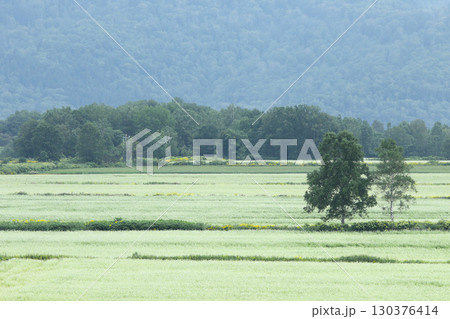 花満開のそば畑 日本一のそば畑 日本一のそばの町 幌加内町 花満開のそば畑 日本一のそば畑 日本一のそばの町 幌加内町 130376414