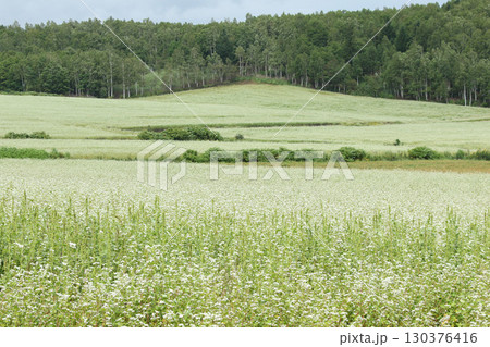 花満開のそば畑　日本一のそば畑　日本一のそばの町　幌加内町 130376416