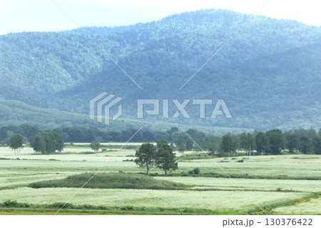 花満開のそば畑 日本一のそば畑 日本一のそばの町 幌加内町 花満開のそば畑 日本一のそば畑 日本一のそばの町 幌加内町 130376422