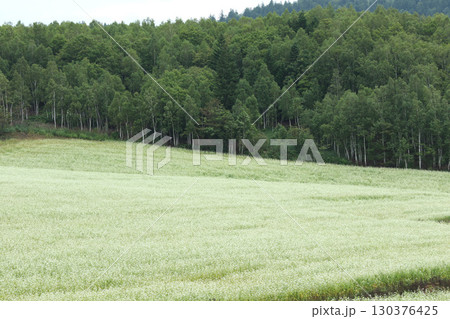 花満開のそば畑　日本一のそば畑　日本一のそばの町　幌加内町 130376425