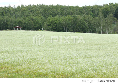 花満開のそば畑 日本一のそば畑 日本一のそばの町 幌加内町 花満開のそば畑 日本一のそば畑 日本一のそばの町 幌加内町 130376426