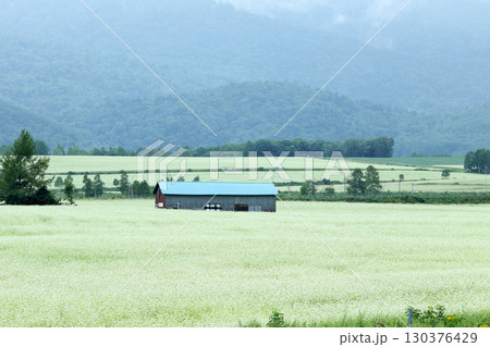 花満開のそば畑　日本一のそば畑　日本一のそばの町　幌加内町 130376429