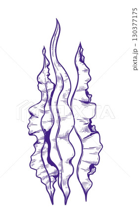 Hand drawn sea coral. Algae leaf. Engraving sketch. Underwater plant. Aquarium seaweed. Undersea laminaria drawing. Reef spirulina. Aquatic wildlife.. Vector ocean water nature element Hand drawn sea coral. Algae leaf. Engraving sketch. Underwater plant. Aquarium seaweed. Undersea laminaria drawing. Reef spirulina. Aquatic wildlife.. Vector ocean water nature element 130377175