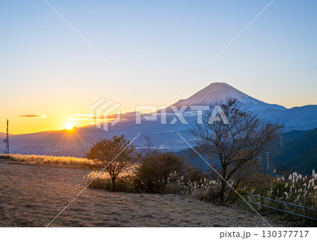 大野山山頂から見える富士山と夕日にすすきの原が輝く風景 130377717