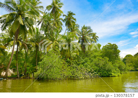 A Lush Tropical Landscape with a Dense Riverbank of Palm Trees and Green Foliage under a Bright Blue Sky. 130378157
