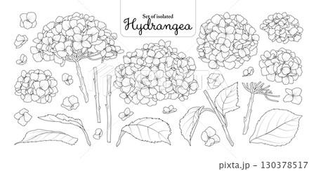 Hydrangea flower set isolated on transparent background, Botanical illustration in black outline and white plain hand-drawn style. Hydrangea flower set isolated on transparent background, Botanical illustration in black outline and white plain hand-drawn style. 130378517
