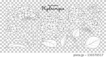 Hydrangea flower set isolated on transparent background, Botanical illustration in black outline and white plain hand-drawn style. Hydrangea flower set isolated on transparent background, Botanical illustration in black outline and white plain hand-drawn style. 130378517