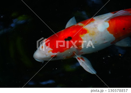 池で泳ぐ錦鯉 130378857