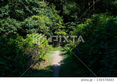 緑に囲まれた道 緑に囲まれた道 130378883