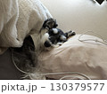 彼氏のような犬 130379577