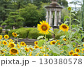 噴水塔をバックに向日葵の花 130380578