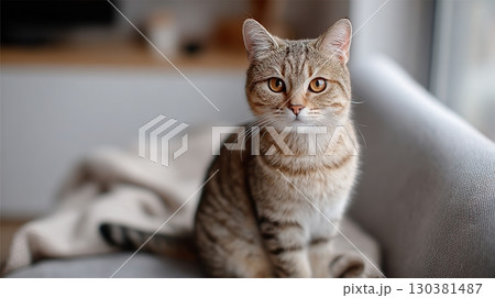 Sleek grey tabby cat sitting upright on a sofa, looking curiously at the surroundings indoors 130381487