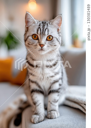 Sleek grey tabby cat sitting upright on furniture in a cozy living room during daytime 130381489