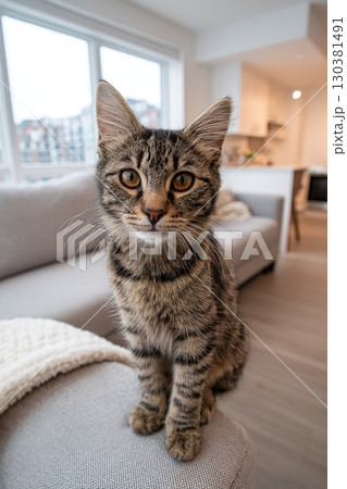 Sleek grey tabby cat sitting upright on a cozy sofa in a modern apartment 130381491
