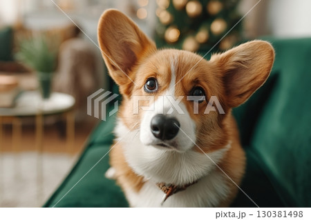 Small tan corgi sitting alert in a cozy living room during the holiday season 130381498