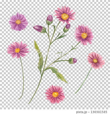 Watercolor lilac flowers and buds of autumn aster watercolor illustration set on isolated background. Fall daisy flower on green stem with leaves. Floral clip art for wedding textile, greeting card. 130381585