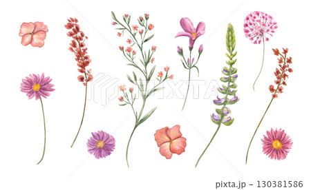 Blooming meadow and garden flowers clip art watercolor illustration on isolated background. Hand drawn flower head and on green stem. Floral element set for wedding textile, greeting card design. 130381586