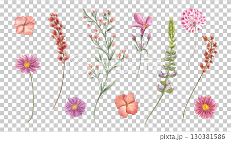 Blooming meadow and garden flowers clip art watercolor illustration on isolated background. Hand drawn flower head and on green stem. Floral element set for wedding textile, greeting card design. 130381586