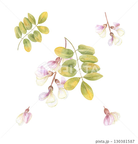 Locust tree twig with leaves and flowers clip art watercolor illustration on isolated background. Hand drawn acacia or robinia pseudoacacia set. Floral bunch for wedding textile, greeting card design. Locust tree twig with leaves and flowers clip art watercolor illustration on isolated background. Hand drawn acacia or robinia pseudoacacia set. Floral bunch for wedding textile, greeting card design. 130381587