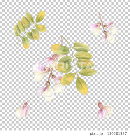 Locust tree twig with leaves and flowers clip art watercolor illustration on isolated background. Hand drawn acacia or robinia pseudoacacia set. Floral bunch for wedding textile, greeting card design. 130381587