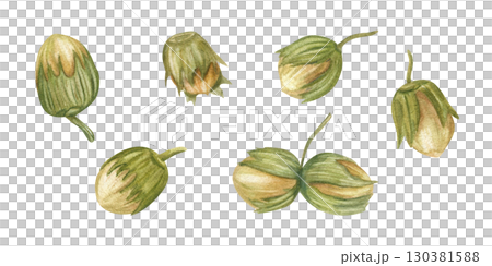 Immature green hazelnuts with spiny husks in shell clip art watercolor illustration on isolated background. Forest edible nuts set. Healthy food ingredients for book design, vegan shop decor. Immature green hazelnuts with spiny husks in shell clip art watercolor illustration on isolated background. Forest edible nuts set. Healthy food ingredients for book design, vegan shop decor. 130381588