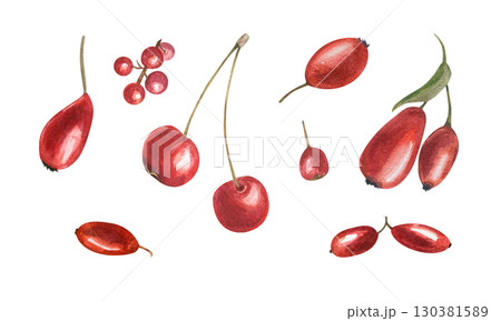Red berries of different plant species watercolor illustration set on isolated background. Autumn healthy harvest of barberry, hawthorn, rose hip, cherry, pyracantha, cotoneaster clip art. Red berries of different plant species watercolor illustration set on isolated background. Autumn healthy harvest of barberry, hawthorn, rose hip, cherry, pyracantha, cotoneaster clip art. 130381589