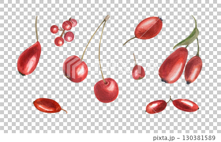 Red berries of different plant species watercolor illustration set on isolated background. Autumn healthy harvest of barberry, hawthorn, rose hip, cherry, pyracantha, cotoneaster clip art. 130381589