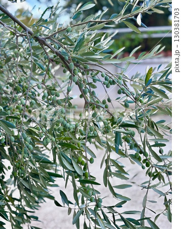 Branch of olive with green fruits, mediterranean olive tree, Olea Europeana sylvestris, Green olives Branch of olive with green fruits, mediterranean olive tree, Olea Europeana sylvestris, Green olives 130381703
