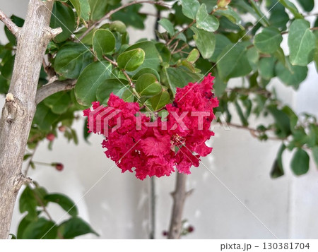 Lagerstroemia indica pink red blooming flowers in the garden 130381704