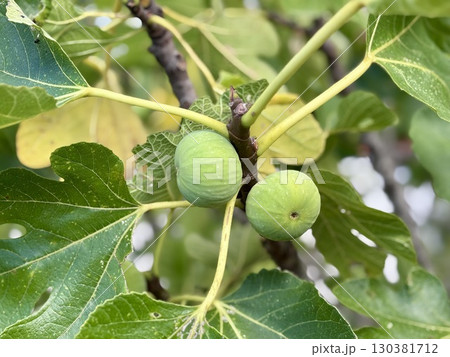 Green figs on the tree, fig tree with green leaves, closeup Green figs on the tree, fig tree with green leaves, closeup 130381712