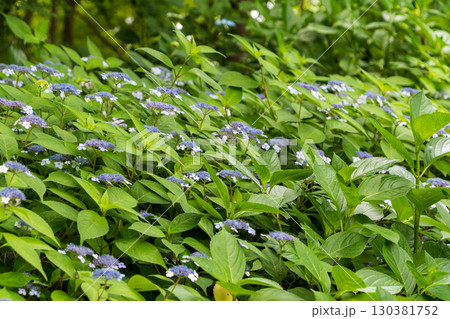 青紫の額紫陽花が群れる初夏の風景 130381752