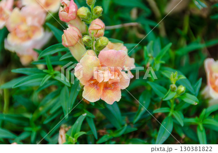 淡いオレンジ色のキンギョソウの花 130381822