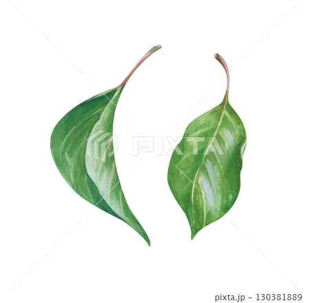The green leaves are hand-drawn. Botanical watercolor illustration isolated on a white background. Clipart The green leaves are hand-drawn. Botanical watercolor illustration isolated on a white background. Clipart 130381889