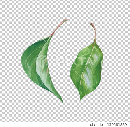 The green leaves are hand-drawn. Botanical watercolor illustration isolated on a white background. Clipart The green leaves are hand-drawn. Botanical watercolor illustration isolated on a white background. Clipart 130381889