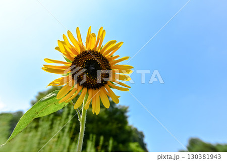 夏の花、ひまわり 夏の花、ひまわり 130381943