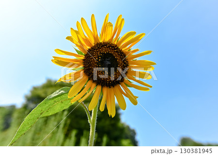 夏の花、ひまわり 夏の花、ひまわり 130381945